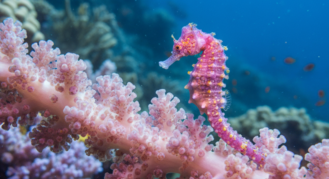 해마 카멜레온 이미지