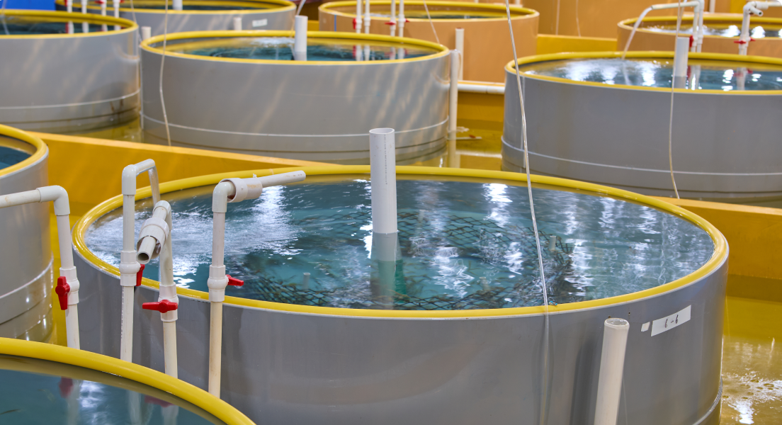 제주 해마 양식