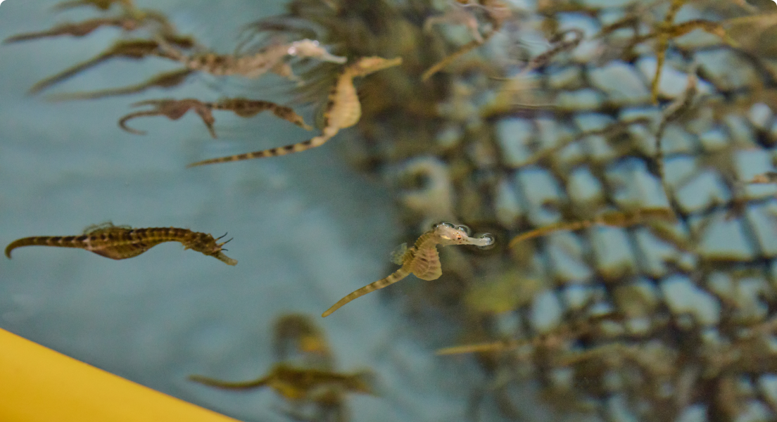 해마 양식 시스템